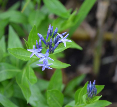 Amsonia-BlueIce.16-1.jpg