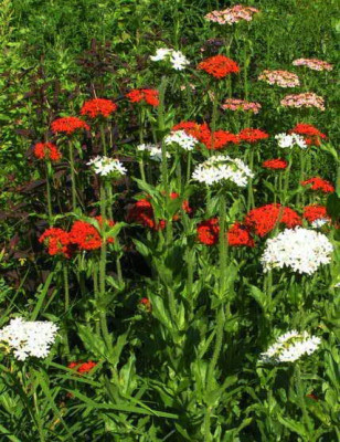 Lychnis_chalzedonica.JPG