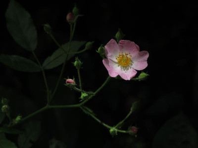 ballerina16.img.JPG