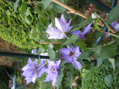 clematis julii.JPG