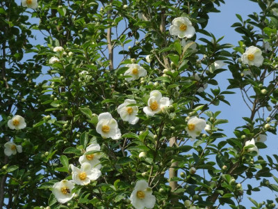 Stewartia pseudocamellia June 2016.JPG