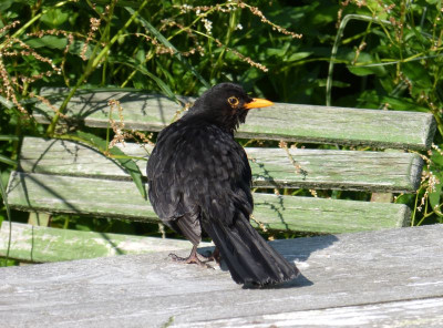 2016-06-07 Amsel.jpg