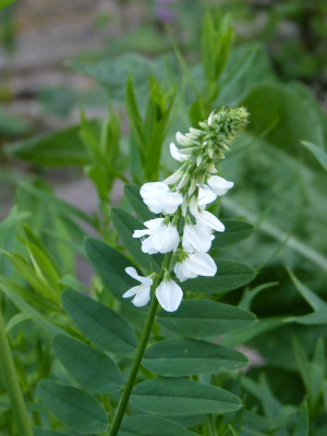 2016-06-07 Galega x hartlandii 'Alba'.jpg