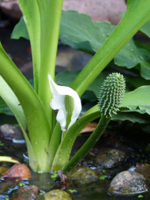 2016-06-07 Lysichiton camtschatcensis.jpg