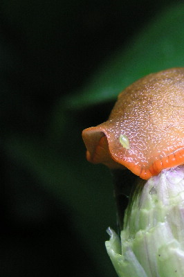 Schnick-Schnack.jpg