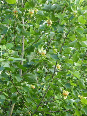 2016-06-07 Liriodendron tulipifera 0.jpg