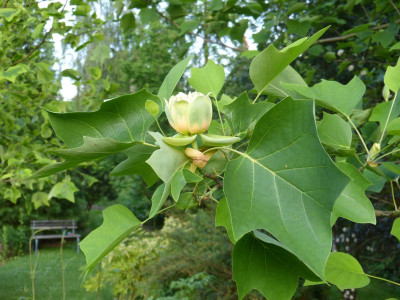 2016-06-07 Liriodendron tulipifera 1.jpg