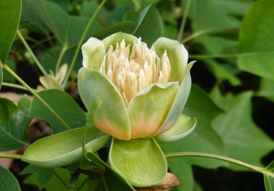 2016-06-07 Liriodendron tulipifera 2.jpg
