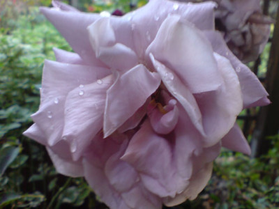 lilac_wunder_vergehende_schonheit_.JPG