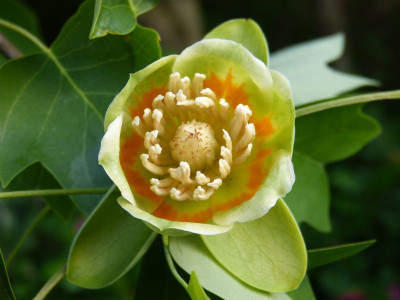 2016-06-07 Liriodendron tulipifera 3.jpg