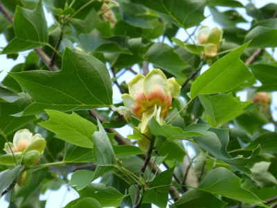 2016-06-07 Liriodendron tulipifera 4.jpg