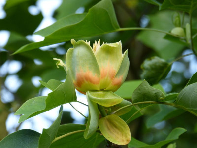 2016-06-07 Liriodendron tulipifera 5.jpg