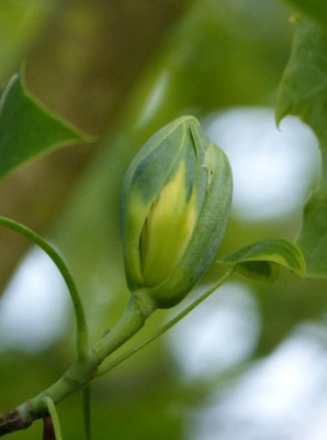 2016-06-07 Liriodendron tulipifera 'Aureomarginatum' 1.jpg