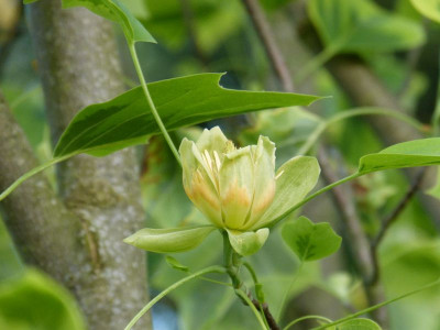 2016-06-07 Liriodendron tulipifera 'Aureomarginatum' 3.jpg