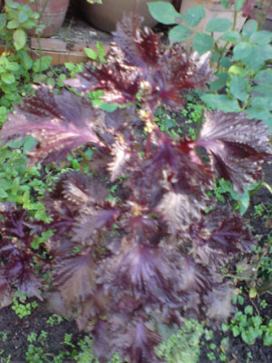 unbekannte_staude_3_gesamtportrait.JPG