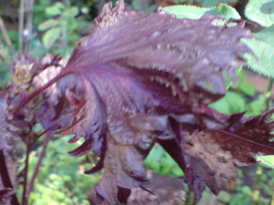 unbekannte_staude_2_blatt.JPG