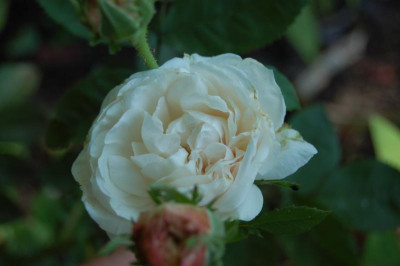 Blanchefleurs.jpg