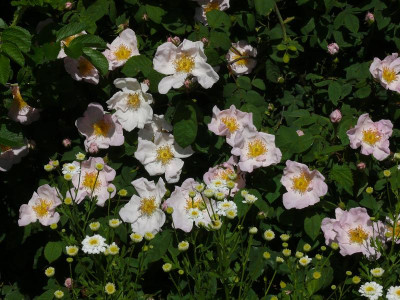 R. x richardii_P1120863.JPG