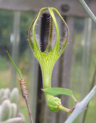 Ceropegia_1.jpg