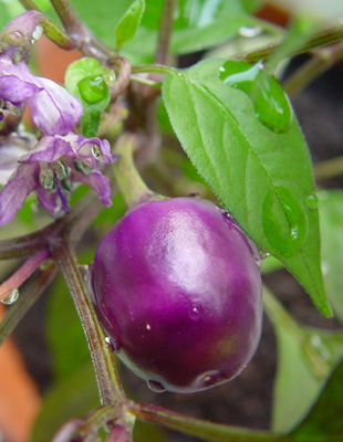 chili_pretty_in_purple_fruc.jpg