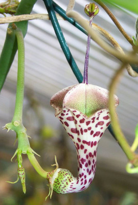 Ceropegia_2.jpg
