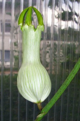 Ceropegia_3.jpg