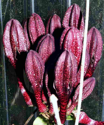 Ceropegia_4.jpg