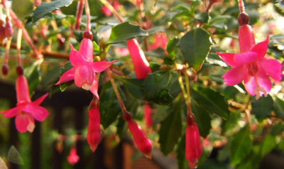 Fuchsia_microphylla_06.jpg