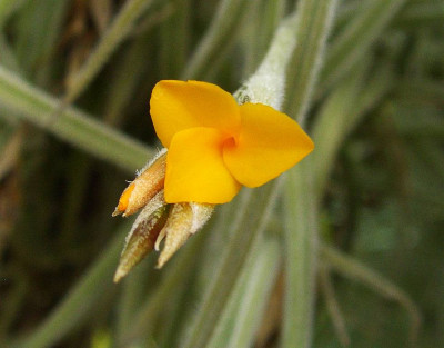 Tillandsia_crocea_gelbe_Form.jpg