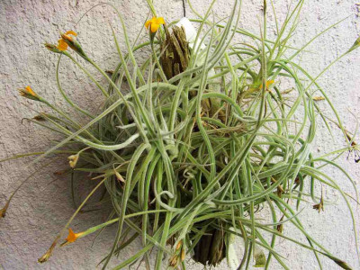 Tillandsia_crocea_gelbe_Form_Pflanze.jpg