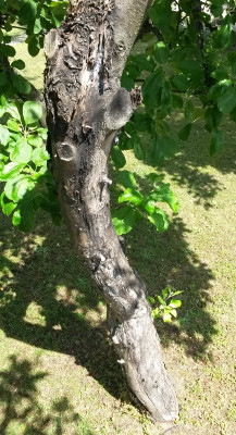 Baum 1.jpg