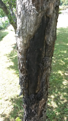 Baum 2.jpg