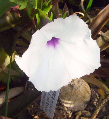 Ipomoea_lapathifolia.jpg