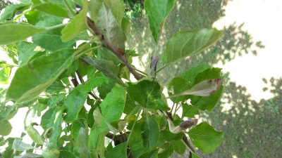 Baum 4.jpg
