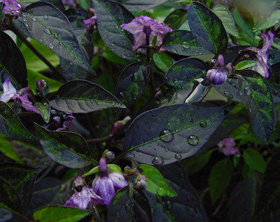 chili_pretty_in_purple_laub.jpg