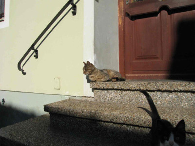 katz.jpg