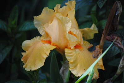 juni 073.jpg