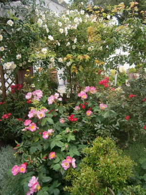 Blüten 2016 007.JPG
