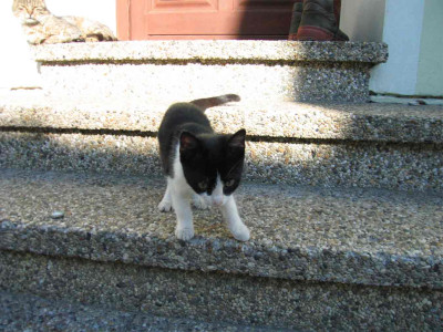 katz4.jpg