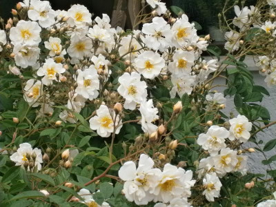 Blüten 2016 016.JPG