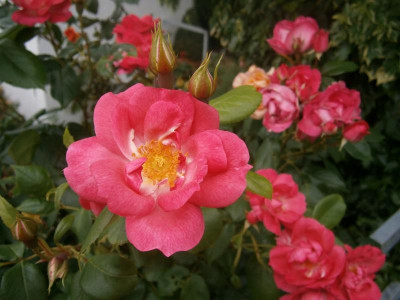 Blüten 2016 028.JPG