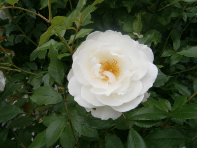 Blüten 2016 033.JPG