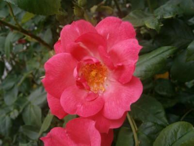 Blüten 2016 027.JPG