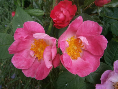 Blüten 2016 030.JPG