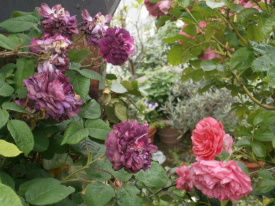 Blüten 2016 013.JPG