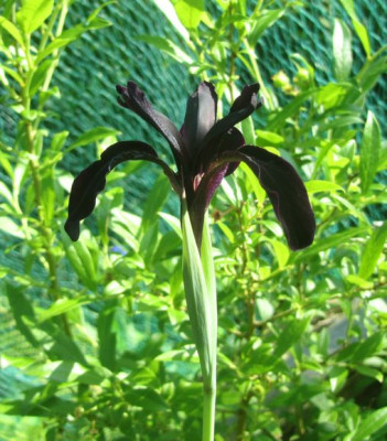 Iris-chrysographes-2016-ax.jpg