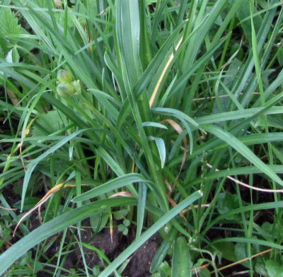 Hemerocallis-zwerg.jpg