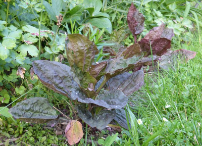 2016-06-07 Plantago major 'Rubrifolia'.jpg