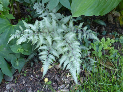 2016-06-08 Athyrium niponicum 'Metallicum'.jpg