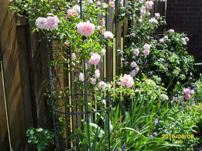 Rosazeiten 062016.jpg